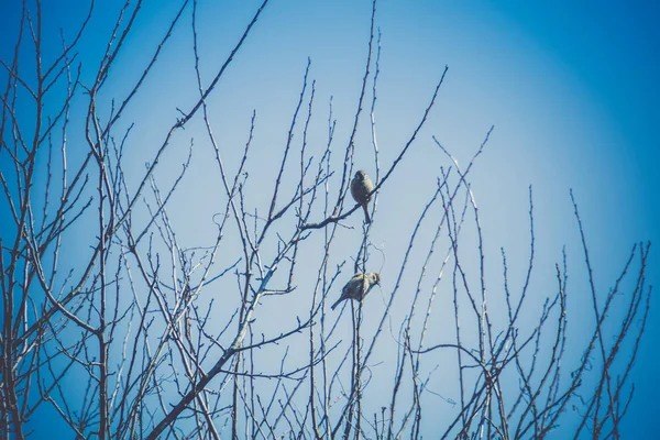 Sparrows on the Tree Retro — Stock Photo, Image