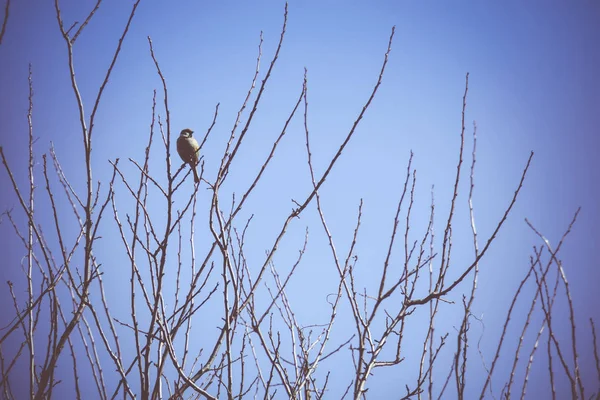 Gorriones en el árbol retro —  Fotos de Stock