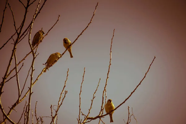 Sparrows on the Tree Retro — Fotografie, imagine de stoc