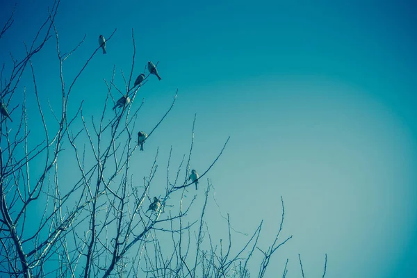 Serçeler ağaç Retro üzerinde