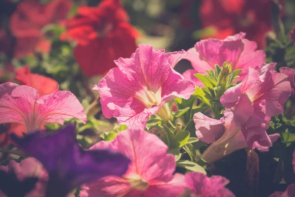 Vintage Petunya çiçek