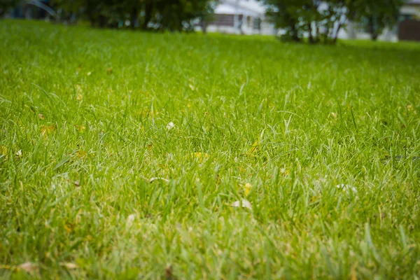 Makro zelené trávy — Stock fotografie