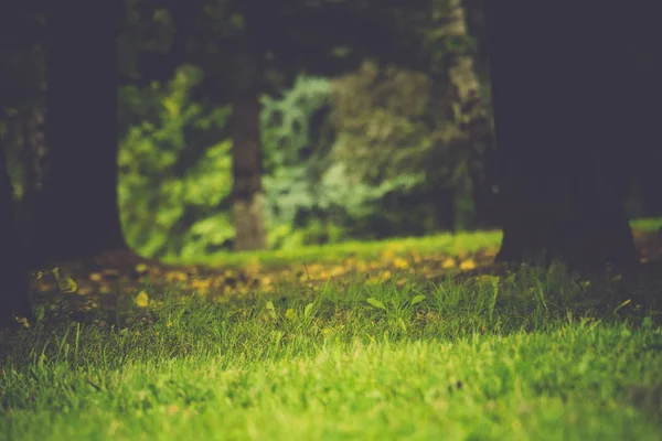 Yeşil çim makro Retro