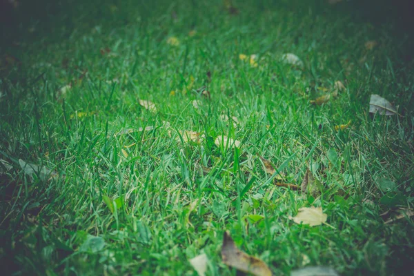 Зелена трава макрос ретро — стокове фото