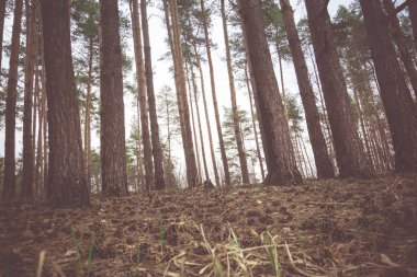 Bahar çam ormanı sabah Retro