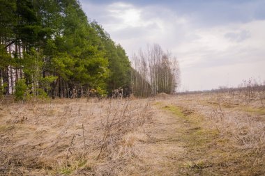 Bahar çam ormanı sabah