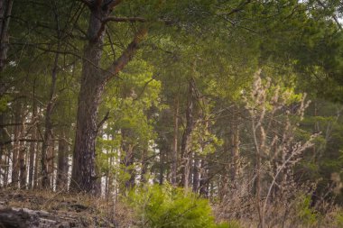 Bahar çam ormanı sabah
