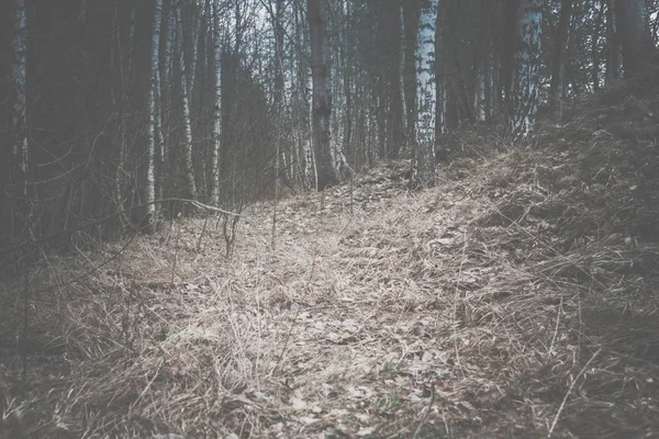 Bahar çam ormanı sabah Retro