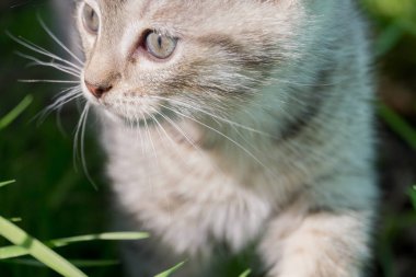 Tabby yavru kedi portre çizgili