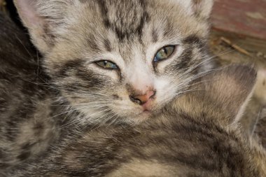 Tabby yavru kedi portre çizgili