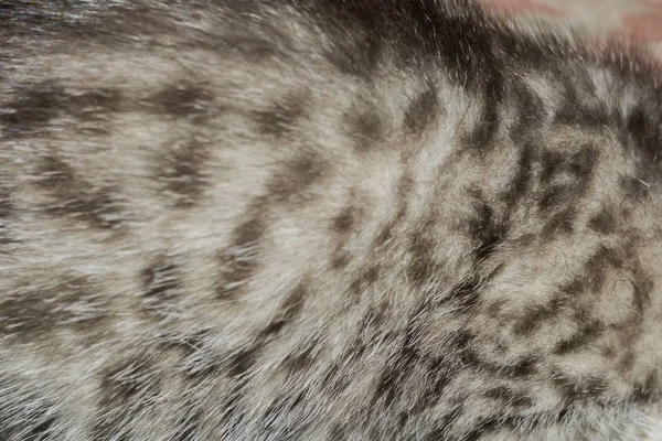 Macro de pele de gato listrado Tabby — Fotografia de Stock