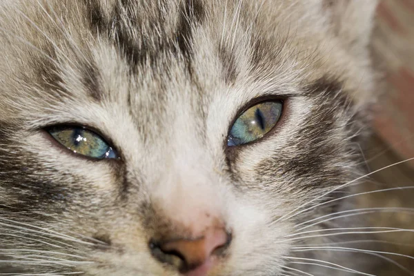 Striped Tabby Kitten Portrait — Stock Photo, Image