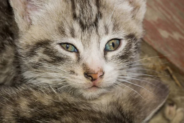 Tabby yavru kedi portre çizgili — Stok fotoğraf