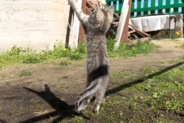 Tabby chaton jouer à l'extérieur — Photo