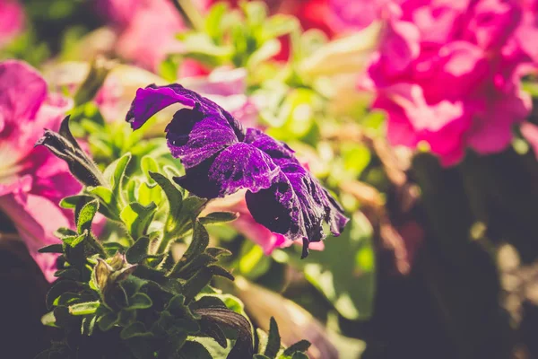 Vintage Petunya çiçek