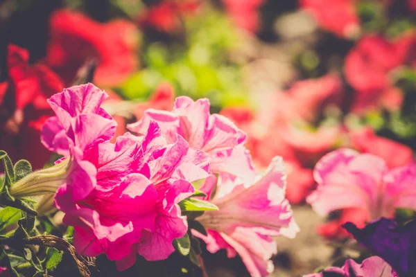 Vintage Petunya çiçek