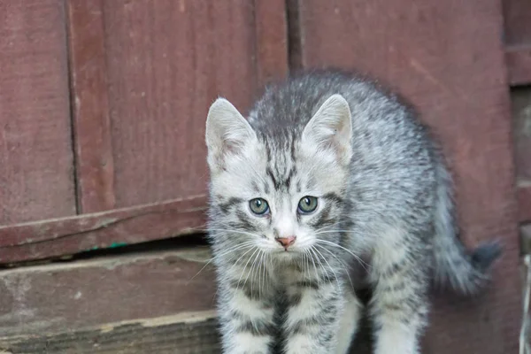 かわいいグレーの子猫 — ストック写真