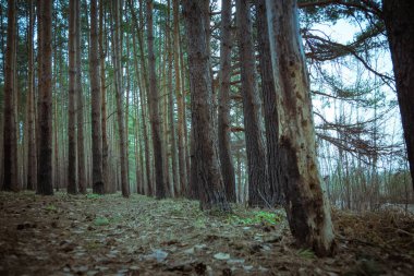 Çam ormanı bahar sabah Retro
