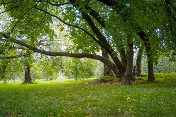 Green Krzywy drzew w parku — Zdjęcie stockowe