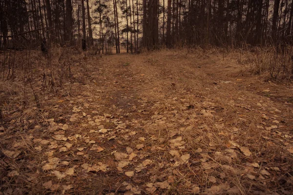 Pine Forest lente ochtend Retro — Stockfoto