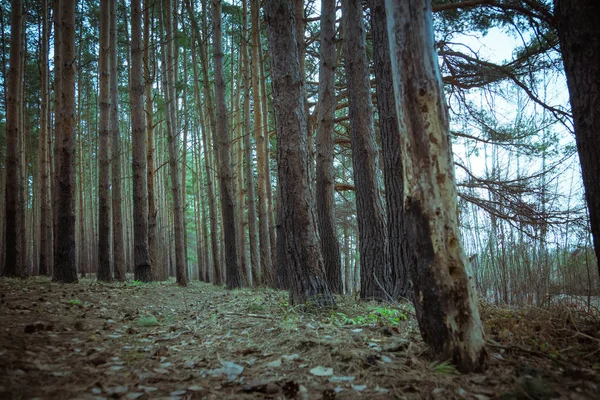 소나무 숲 봄 아침 레트로 — 스톡 사진