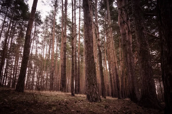 Bosque de pino Primavera Mañana Retro — Foto de Stock