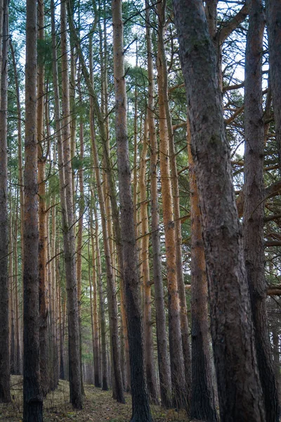 Çam ormanı bahar sabahı