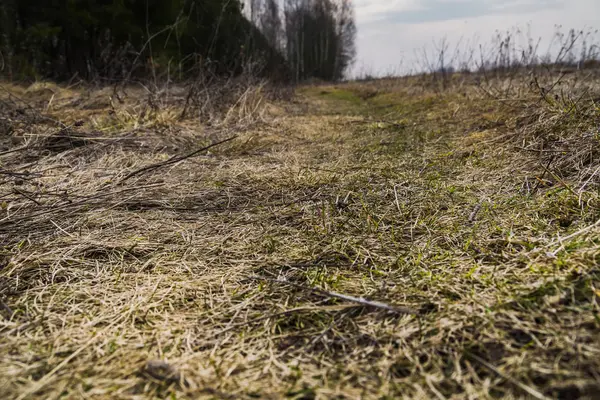 Primavera hierba seca — Foto de Stock