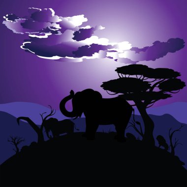 Fil ile Afrika gecelerinde