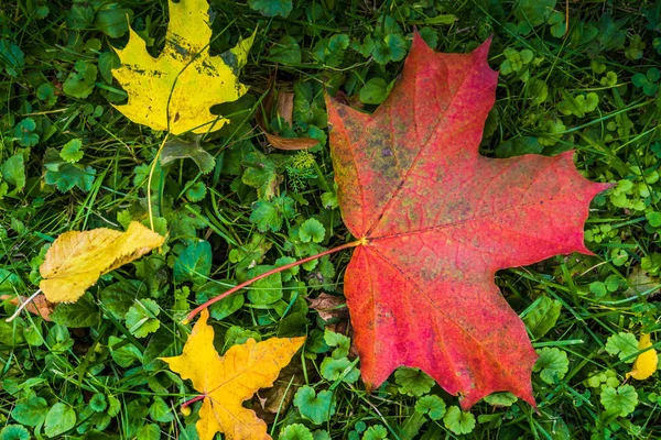 Großes rotes Ahornblatt — Stockfoto