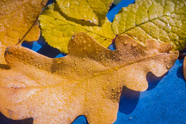 Πέφτουν τα φύλλα βελανιδιάς μπλε — Φωτογραφία Αρχείου