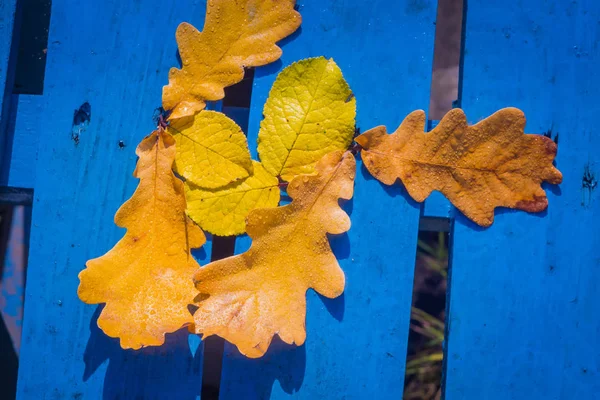 Πέφτουν τα φύλλα βελανιδιάς μπλε — Φωτογραφία Αρχείου