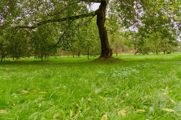 Green Krzywy drzew w parku — Zdjęcie stockowe