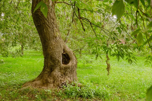 stock image Green Crooked Trees in the Park