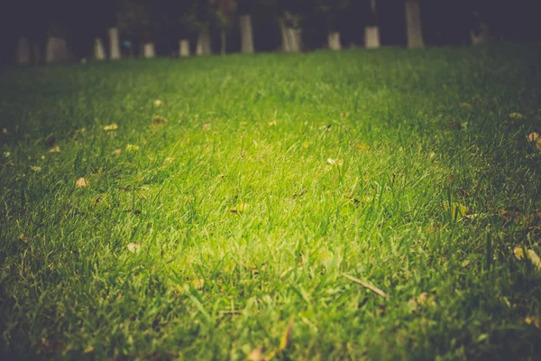 緑の草マクロ レトロ — ストック写真