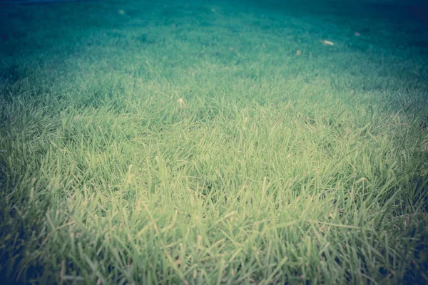 Πράσινο γρασίδι μακροεντολή ρετρό — Φωτογραφία Αρχείου
