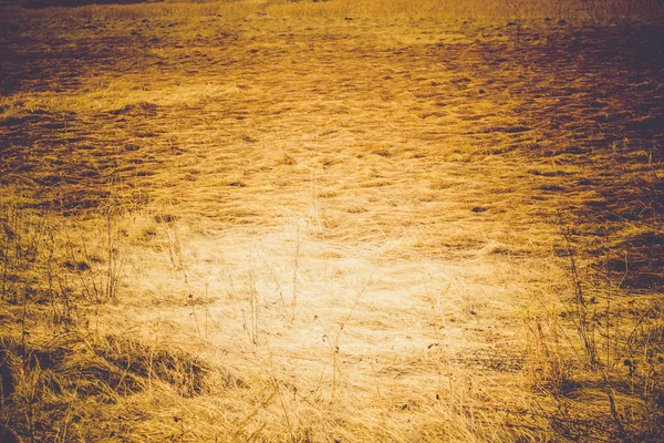Våren torrt gräs Retro — Stockfoto