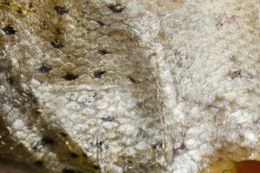 Balık makro ölçekler