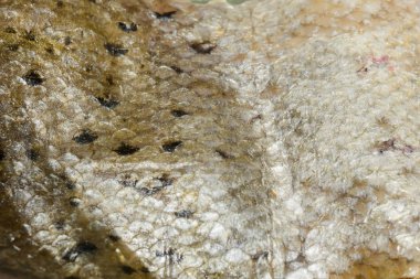 Balık makro ölçekler