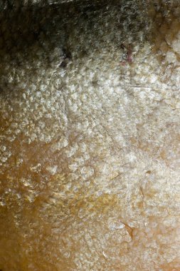 Balık makro ölçekler