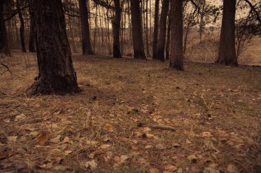 Çam ormanı bahar sabah Retro