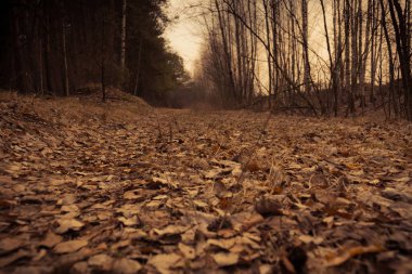 Çam ormanı bahar sabah Retro