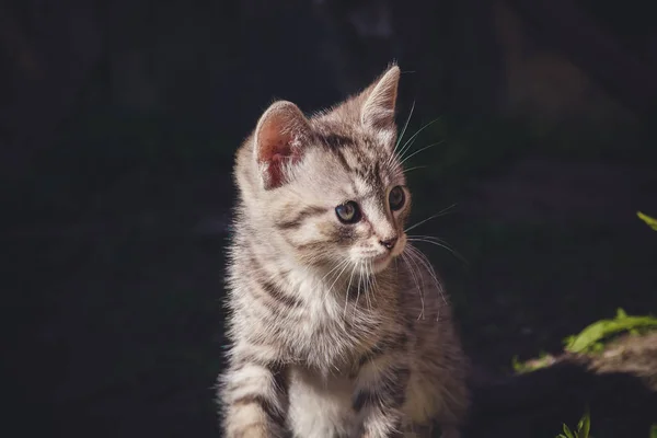Mignon gris chaton rétro — Photo