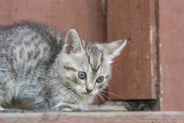 Cute Grey Kitten — Stock Photo, Image