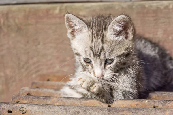 Cute Grey Kitten — Stock Photo, Image