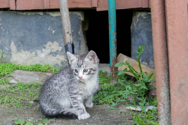 Niedliches graues Kätzchen — Stockfoto