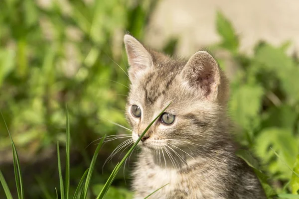 Cute Grey Kitten — Stock Photo, Image