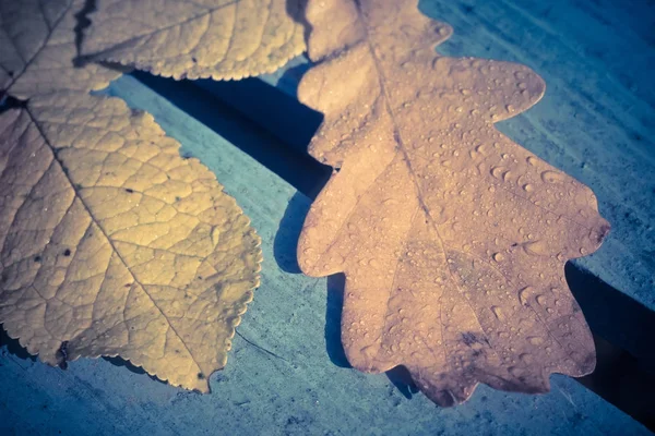 Hojas de roble de otoño en azul retro —  Fotos de Stock