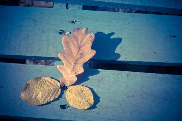 Na podzim dubové listy na modré Retro — Stock fotografie