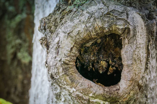 Creux dans l'arbre — Photo